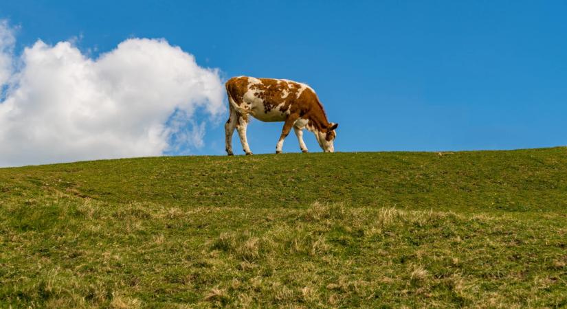 Tényleg élen jár Dánia a mezőgazdasági reformok terén, vagy zöldmosásról van szó?