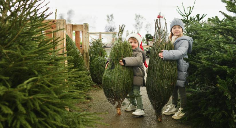 Eltűnhet a karácsonyfa a magyar otthonokból? Lassan nem lesz mit díszíteni