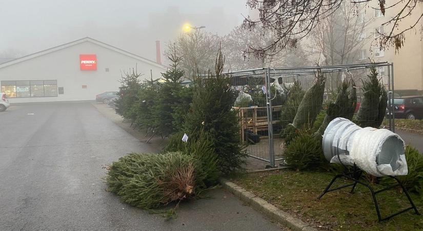 Panaszkodnak a fenyőfaárusok, kevés a vevő