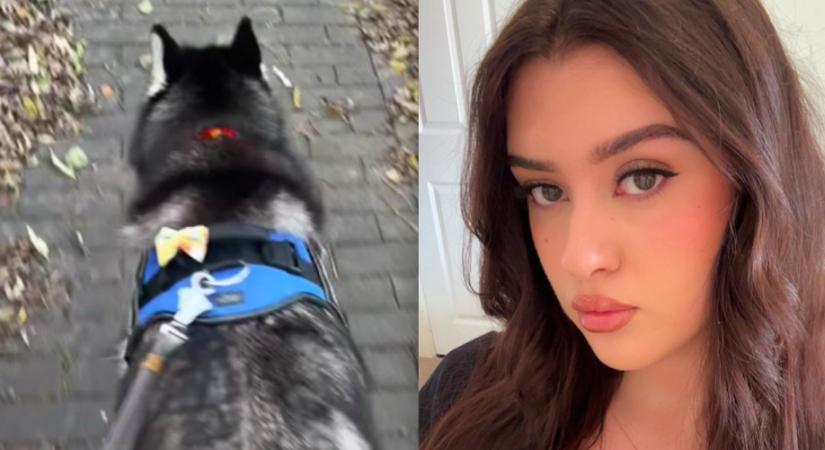 Amit a husky minden séta alatt csinál, az testszégyenítés - Mégis milliók nevetnek rajta - Videó