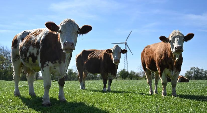 Agyrém: Böfögési adót vezet be Dánia