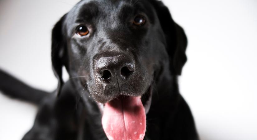 Ilyen édes a kisbaba és a labrador első találkozása