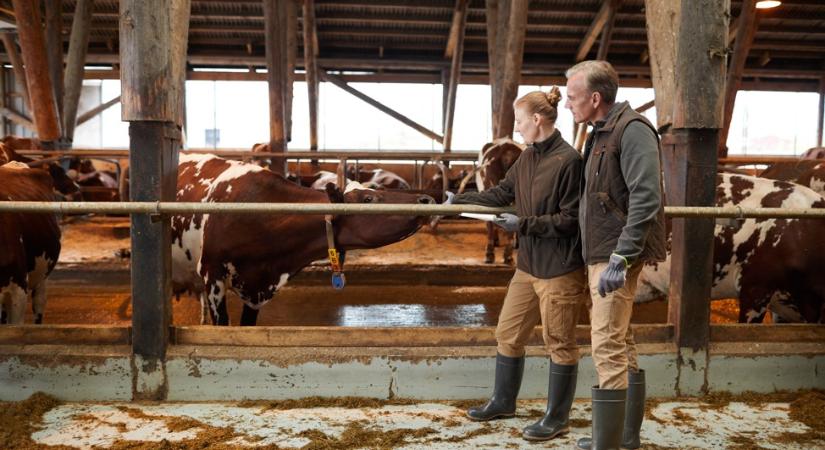 Tengeri algával csökkenthető a szarvasmarhák metánkibocsátása