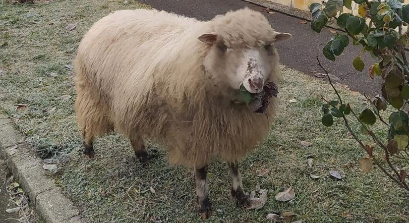 Honnan szökött a kóbor bárány, aki Miskolc utcáin sétált?