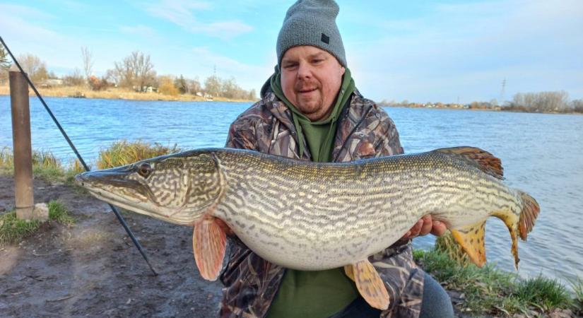 Ráckevén horogra akadt az év legnagyobb csukája