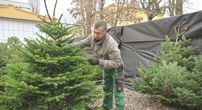 Szenteste napján délig árulják a karácsonyfákat a pécsi piacokon