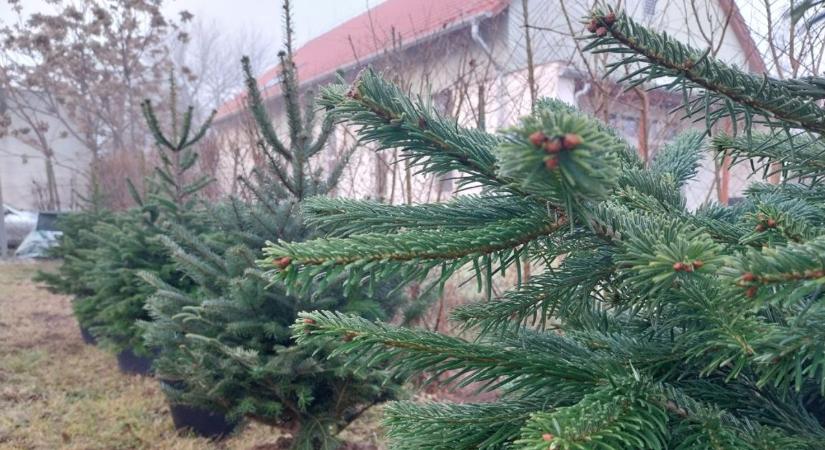 Az idén is sikeres volt a fenyőfakölcsönző