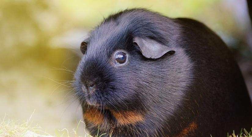 Rács mögé került a szabályokra fittyet hányó tengerimalac - A budapesti járőrök kapcsolták le az ámokfutó rágcsálót