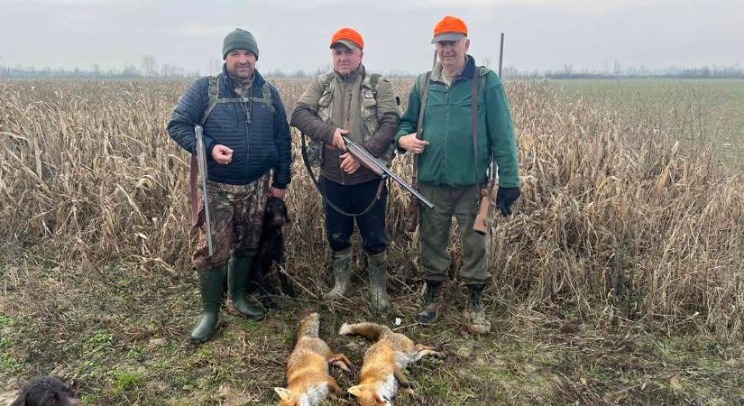 Egész télen át zajlik a dúvadgyérítés - Védelemre szorul az apróvadállomány