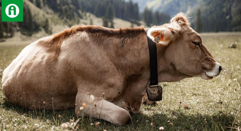 Van, ami még a marhákat is übereli gázkibocsátásban