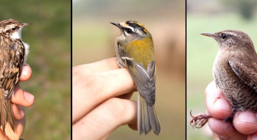 Fakuszok, királykák, ökörszemek- a téli erdők fáradhatatlan keresgélői