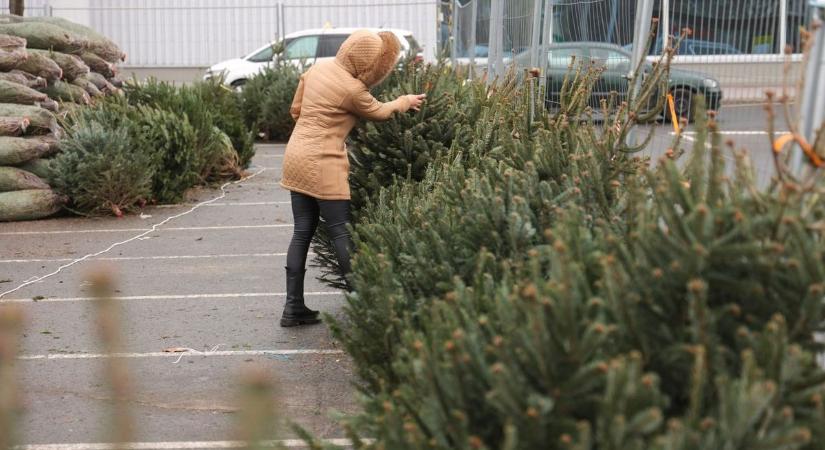 Féláron adták a fenyőt december 24-én délelőtt