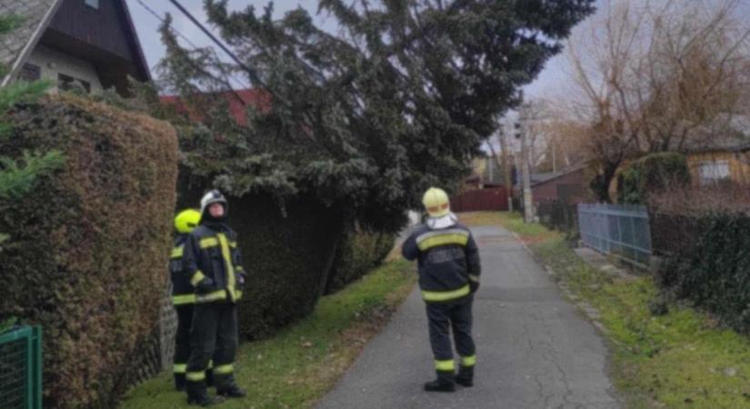 Szélvihar tombolt Somogyban: gyökerestől kicsavart fa, leszakadt villanyvezeték, elsodort féltető