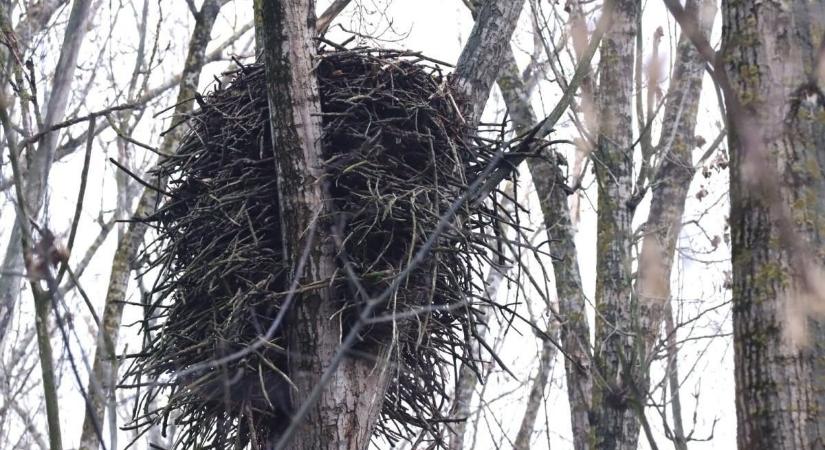 Rejtőzködnek a Maros-ártérben