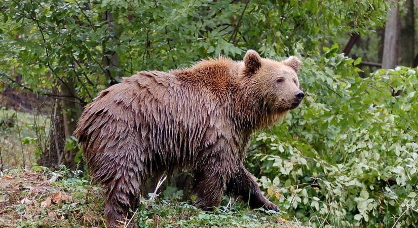 Karácsonykor is vár a miskolci barnamedve