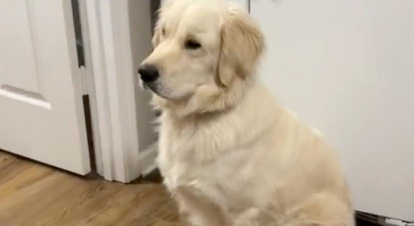 Reszket a karácsonyi dekorációtól a golden retriever - A videója milliókat érint meg