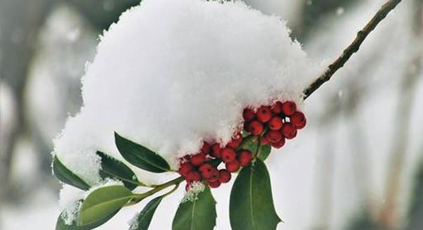 Téli növényvédelem: takarni vagy nem takarni?