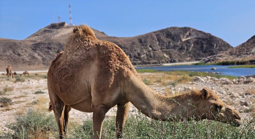 Hiteles szultanátus az Arab-félszigeten