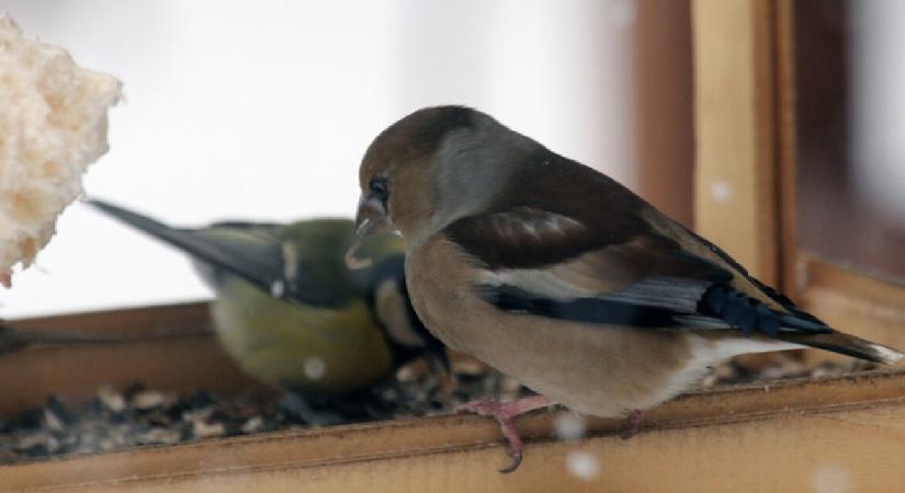 A téli madáretetés nem létfontosságú, de a városokban hasznos lehet