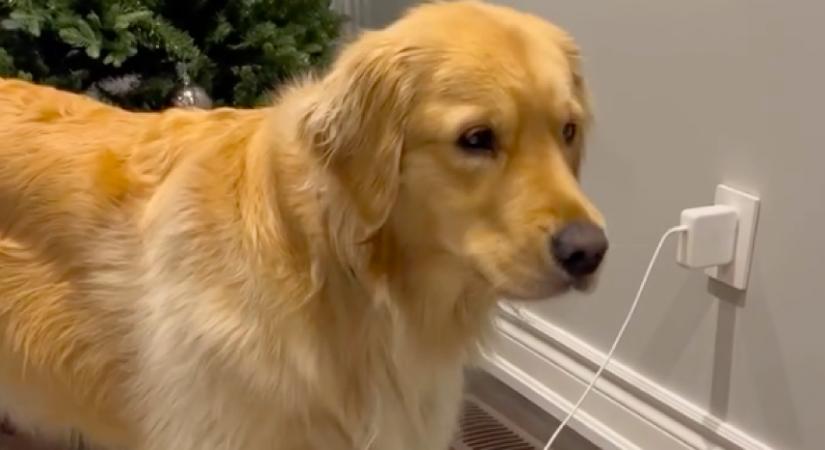 Dühösen ugat a golden retriever, mert útban van a kanál: ami ezután történik, azon milliók nevetnek - Videó