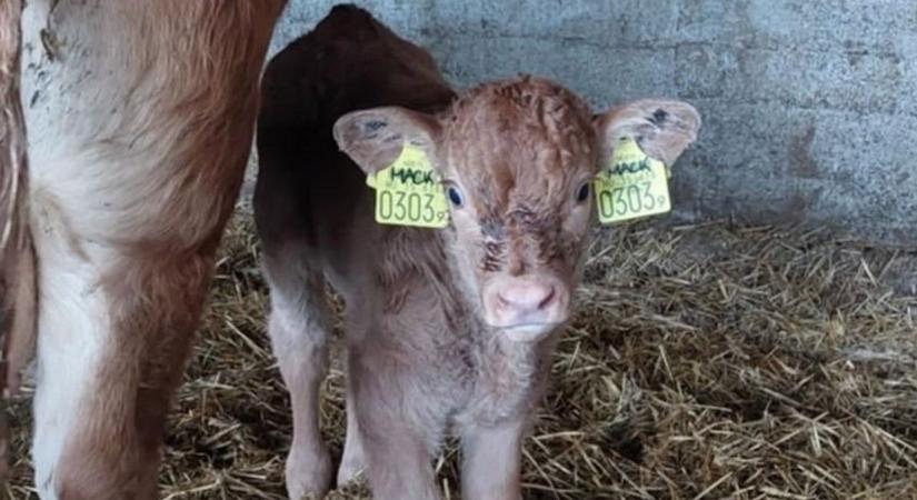 A tavaly szenteste született bakonyi boci tesóját is elnevezhetik olvasóink ( cuki fotók)