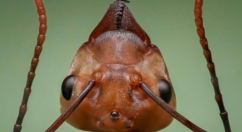 A hangyák és a tél: hogyan élik túl a fagyos hónapokat a bolyok lakói?