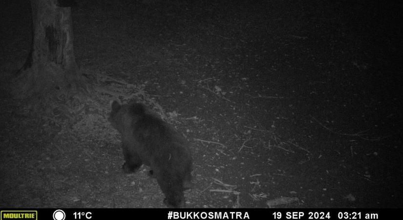 Elképesztő milyen állatot láttak, nem tudni, honnan kerülhetett ide