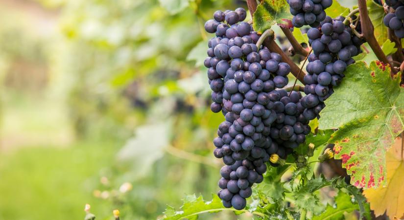 Áder János a fenntartható szőlészet-borászatról beszélget legújabb podcastjában