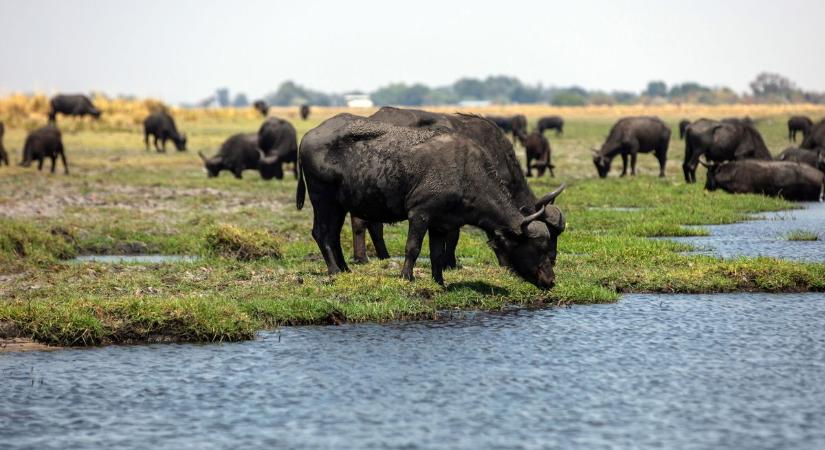 Megkerültek az eltűnt bélavári bivaly bikák