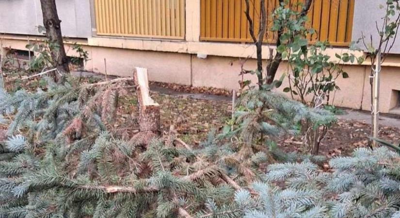 Fenyőfa-vandál a Béke-városrészben