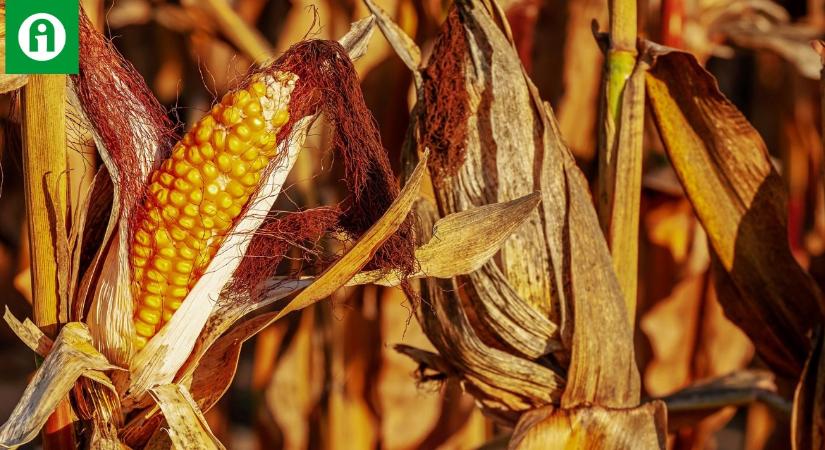 Nagy lépést tervez az agrártárca a toxinkérdés ügyében