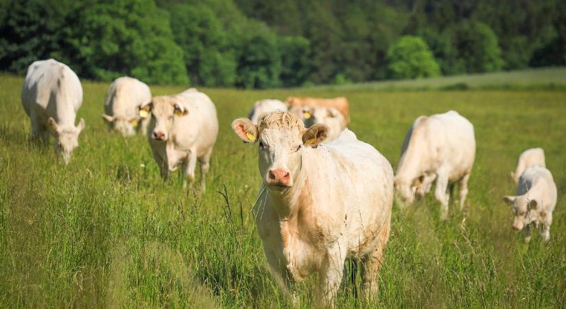 Nem várt fordulat a magyar állattartóknál