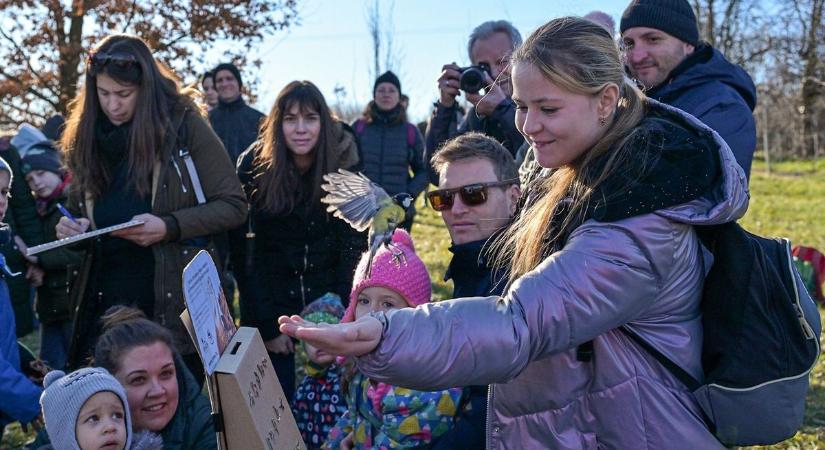 Gyűrűt kaptak az énekesmadarak karácsonyra  fotók