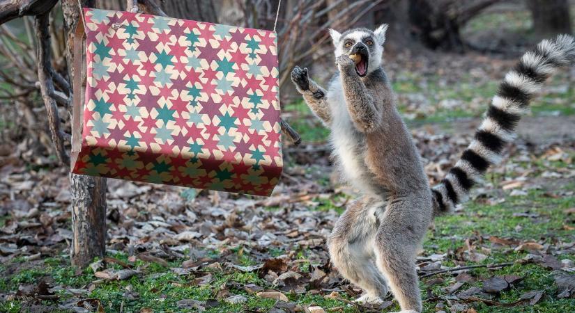 Rekordokat döntött a Zoo Debrecen 2024-ben