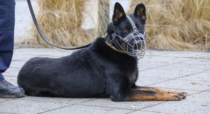 Négylábú hősöket, azaz szolgálati kutyákat keresnek a rendőrök - Lehet a tiéd lesz a kiválasztott