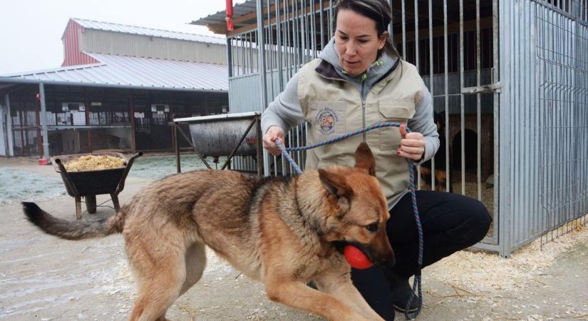 Szombattól kapható a tűzijáték, de a kutyák rettegnek tőle