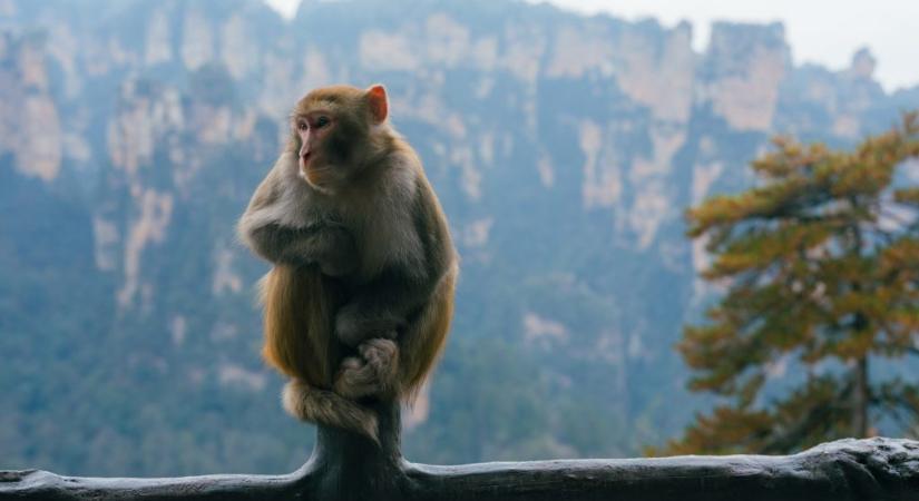 Ököllel védte a holmiját a turista az éhes makákótól