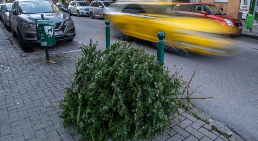 Végül a karácsonyfák is itt fejezik be csillogó életüket