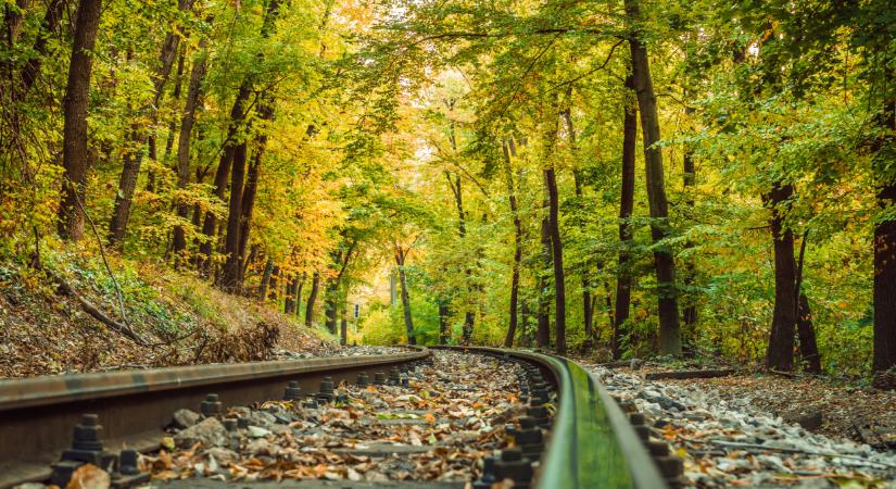 Egyre több ilyen növényt ültetnek az országban: hamarosan mindent ellepnek?