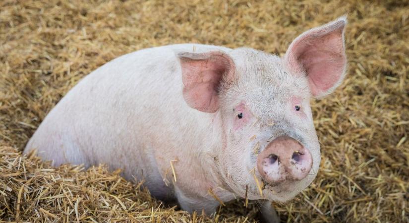 Malac helyett nyomozást kapott ajándékba az önkormányzati cég