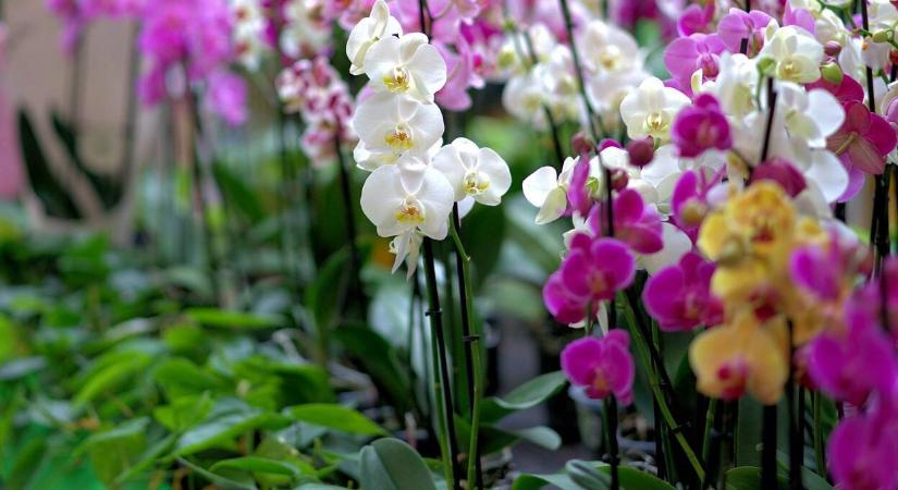 Milyen típusú virágföld kell az orchideának?