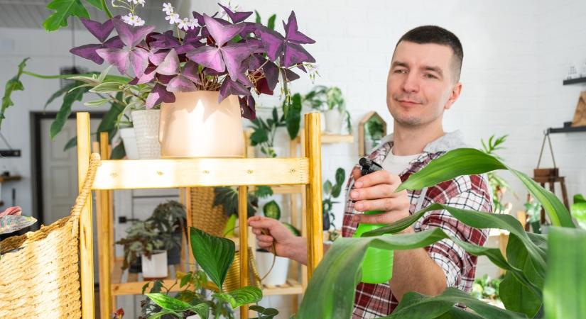 Szerencsehozó növények: Bevonzzák a bőséget, de nagyon nem mindegy, hány darab van belőlük