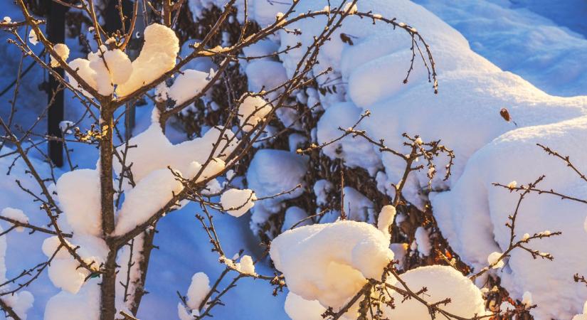 Kertészek, figyelem! Ezt a 8 dolgot azonnal tedd meg otthon télen