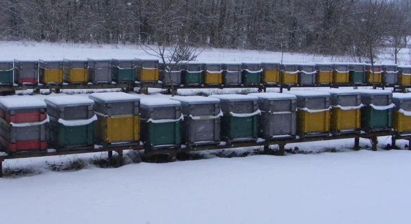 Ártalmas lehet a szilveszteri tűzijáték a telelő méhekre