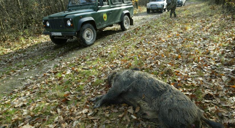 A rokonok szerint nem véletlenül lőtte le a volt politikus a vaddisznónak nézett gyűjtögetőt vadászat közben