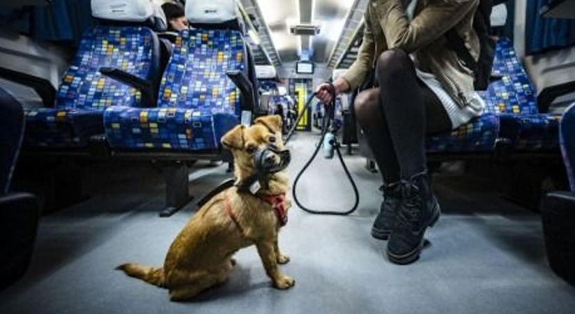 Mutatjuk a részleteket - Ingyenes eb- és kerékpár szállítás a MÁV járatain január 1-től