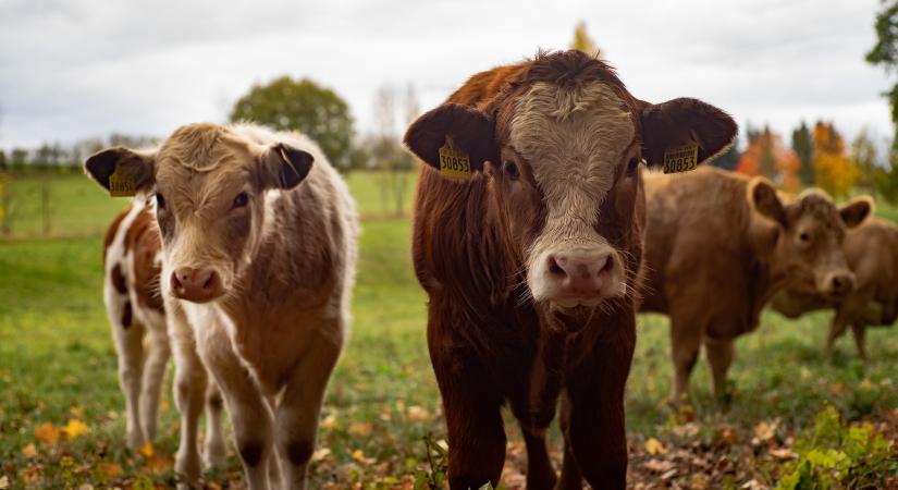 Könnyített adminisztráció az anyatehéntartás-támogatás igényléséhez