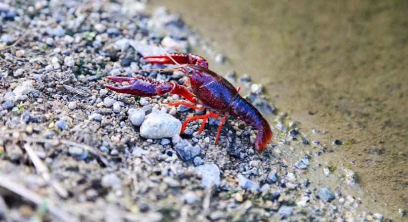 Vörös mocsárrák: ökológiai bomba a vizeinkben