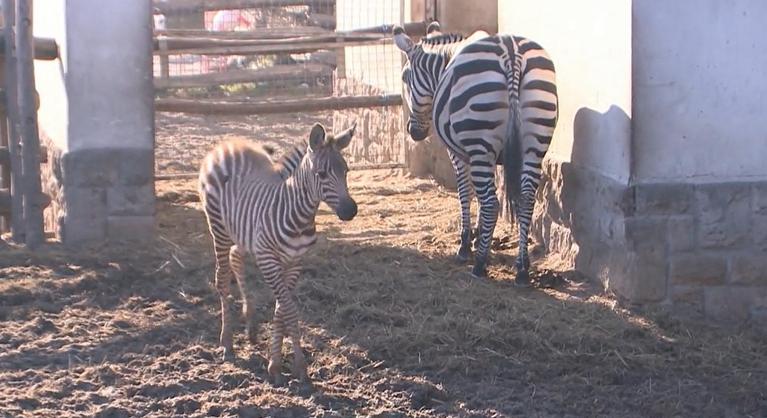 Zebrabébi született adventkor a budapesti állatkertben, már most imádják a látogatok