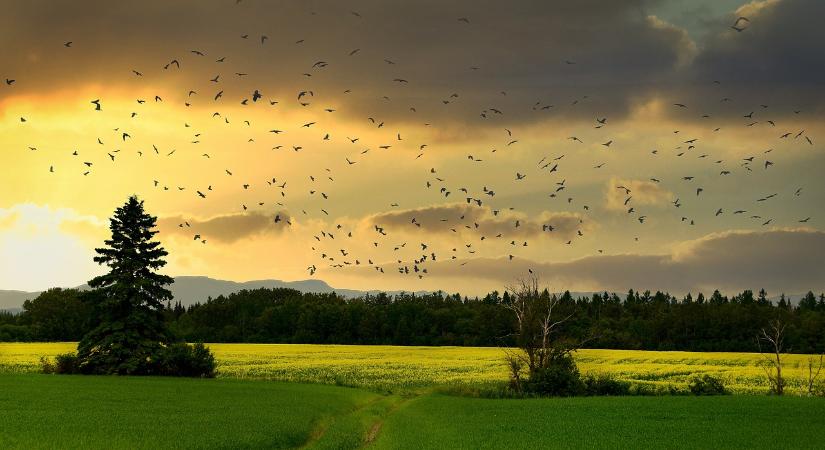 Csökken a biodiverzitás: a természetet és a gazdaságot is sújtja